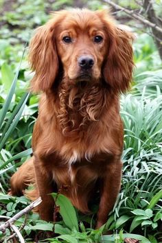 a brown dog is sitting in the grass