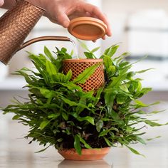 a person pouring water into a potted plant