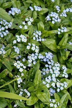 small blue flowers are growing in the grass