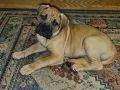 a small dog laying on top of a rug