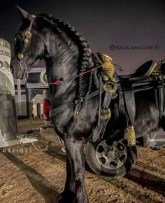 a large black horse standing next to a trailer