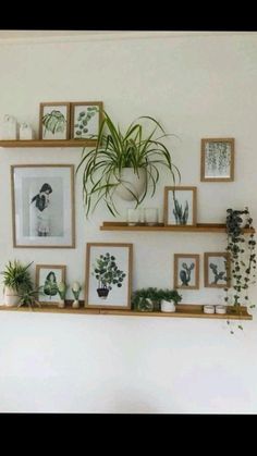 some plants and pictures are hanging on the wall