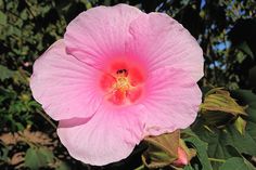 a pink flower with green leaves in the background