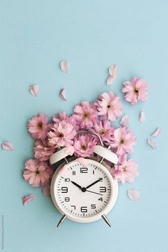 an alarm clock surrounded by pink flowers on a light blue background with petals scattered around it