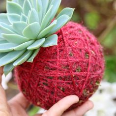 a hand holding a ball of yarn with a succulent on top