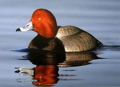 a red headed duck swimming in the water