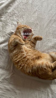 an orange cat laying on it's back with its mouth open