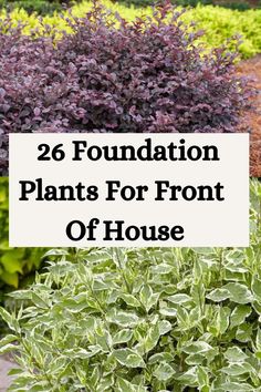 some plants that are in the ground with text overlay saying, 26 foundation plants for front of house