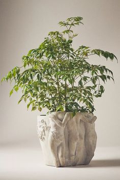 a plant in a white ceramic pot on a table