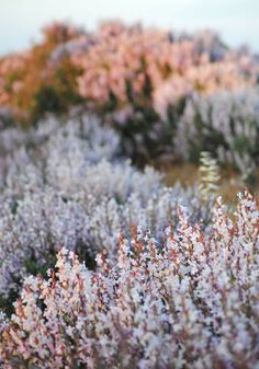 some very pretty flowers in the middle of a field with grass and trees behind them