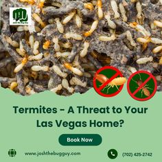 termites - a threat to your las vegas home? book now