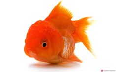 an orange goldfish looking at the camera on a white background with its head turned to the side