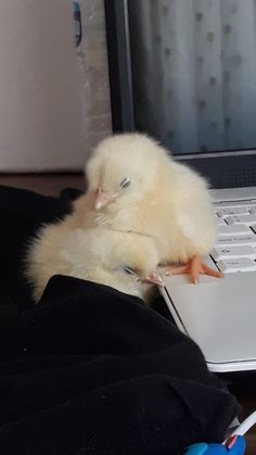 a baby chick sitting on top of a laptop computer