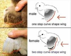 two pictures showing how to draw a bird's wing