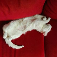 a white cat is laying on its back on a red couch with it's head resting on the pillow