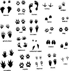 an image of animal tracks and footprints