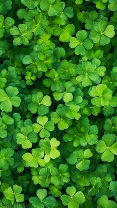 many green shamrock leaves are growing together