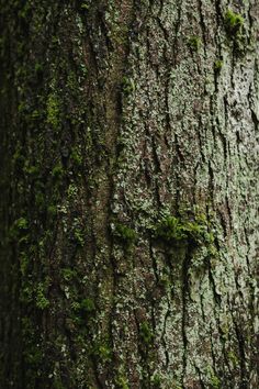 the bark of a tree with green moss growing on it