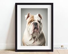 a framed photograph of a bulldog on a white wall with wood flooring in front of it