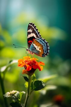 a butterfly sitting on top of an orange flower