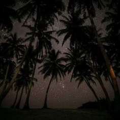 the night sky is filled with stars and palm trees