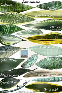 an image of different types of leaves on a white background with the names of them