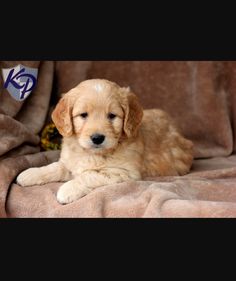 a puppy is laying down on a blanket