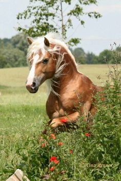 a brown and white horse laying in the grass next to some red flowers on a sunny day