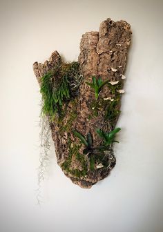 a piece of wood with plants growing out of it