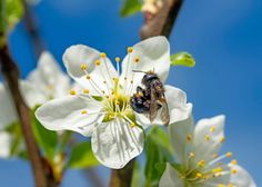 a bee sitting on top of a white flower