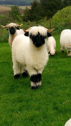 some very cute sheep in a big grassy field