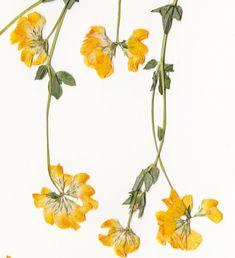 yellow flowers with green leaves on a white background