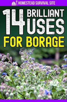 Borage Tea Benefits, Borage Oil Diy, Borage Medicinal Uses, Borage Benefits, Borage Tincture, Borage Recipe, Borage Uses, Borage Oil Benefits, Borage Tea