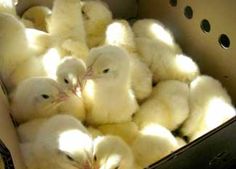 a box filled with lots of little white chicks sitting next to each other on top of a floor