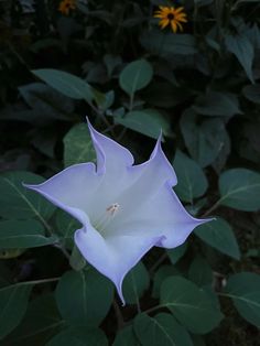 a white flower with green leaves in the background