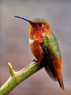 a hummingbird perches on a twig