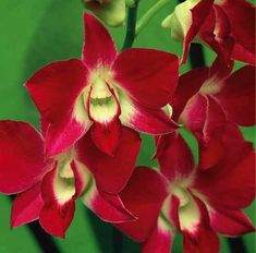 red and white flowers with green background