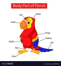 the parts of a parrot on a white background