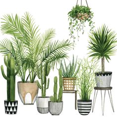 a collection of potted plants on a white background