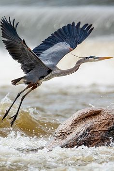 a bird is flying over the water and rocks in the ocean with it's wings spread