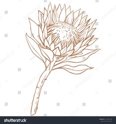 a drawing of a thistle flower on a white background stock photo and royalty free image