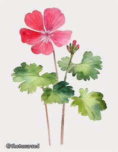 two pink flowers with green leaves on a white background