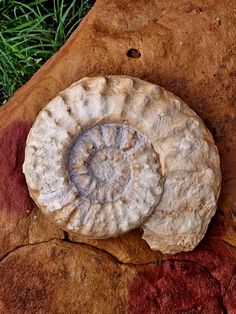 an old fossil is laying on the ground next to some green grass and red dirt