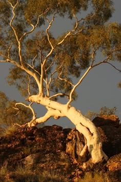 a white tree sitting on top of a rocky hillside