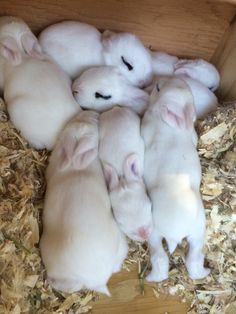 five white baby animals are huddled together in the hay