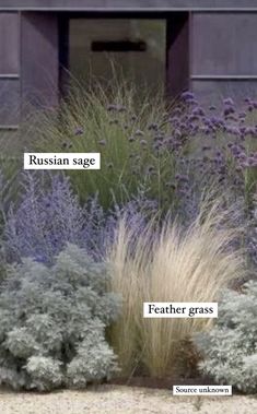 an assortment of different types of plants in front of a building with the words russian sage and feather grass