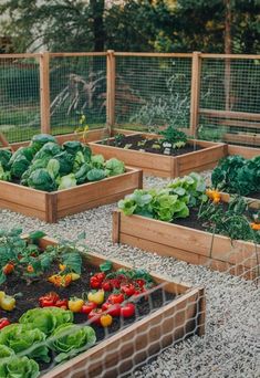 many different types of vegetables in wooden boxes on gravel ground with fenced area behind them