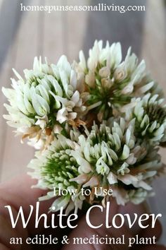 Herbs For Colds, Medical Plants, White Clover