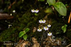 small white flowers are growing on the mossy ground