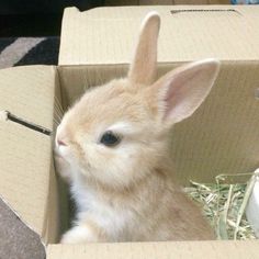 a small rabbit sitting inside of a cardboard box